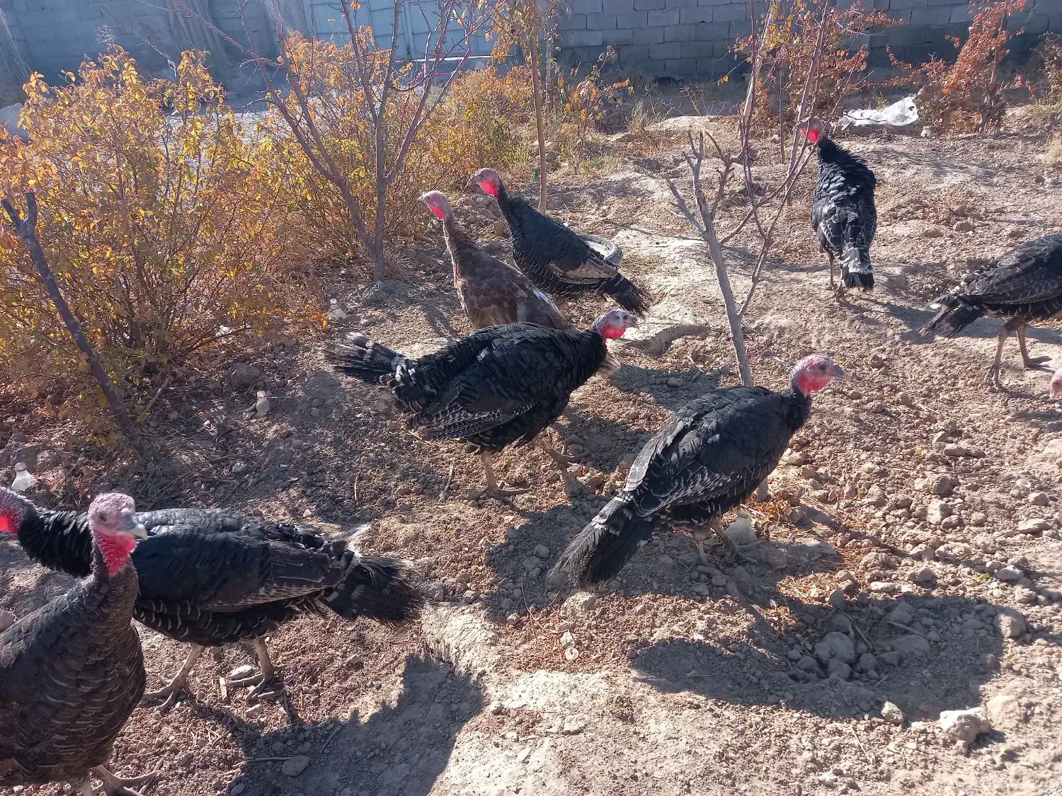 ۱۰عدد بوقلمون نروماده ۴۰عدد مرغ گلپایگانی ۸ماهه|حیوانات مزرعه|فرمهین, |دیوار