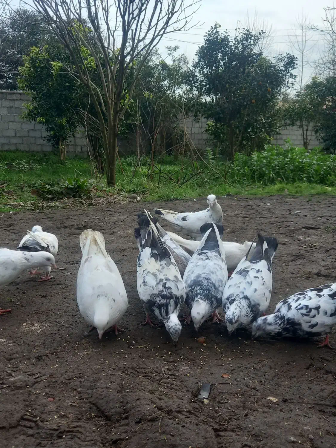 کفتر یا کبوتر|پرنده|رودسر, |دیوار