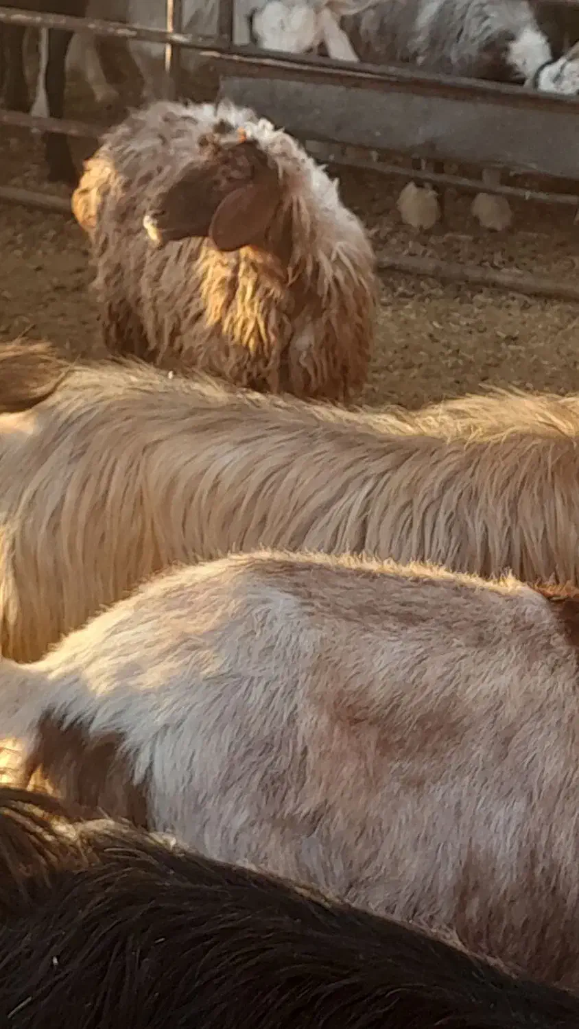 بره|حیوانات مزرعه|مرودشت, ده بید|دیوار