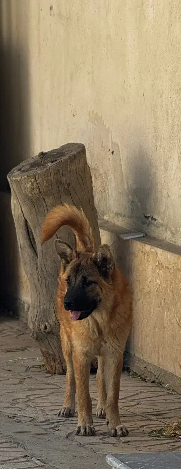 توله ژرمن تربیت شده ماده|سگ|تهران, سعیدآباد|دیوار