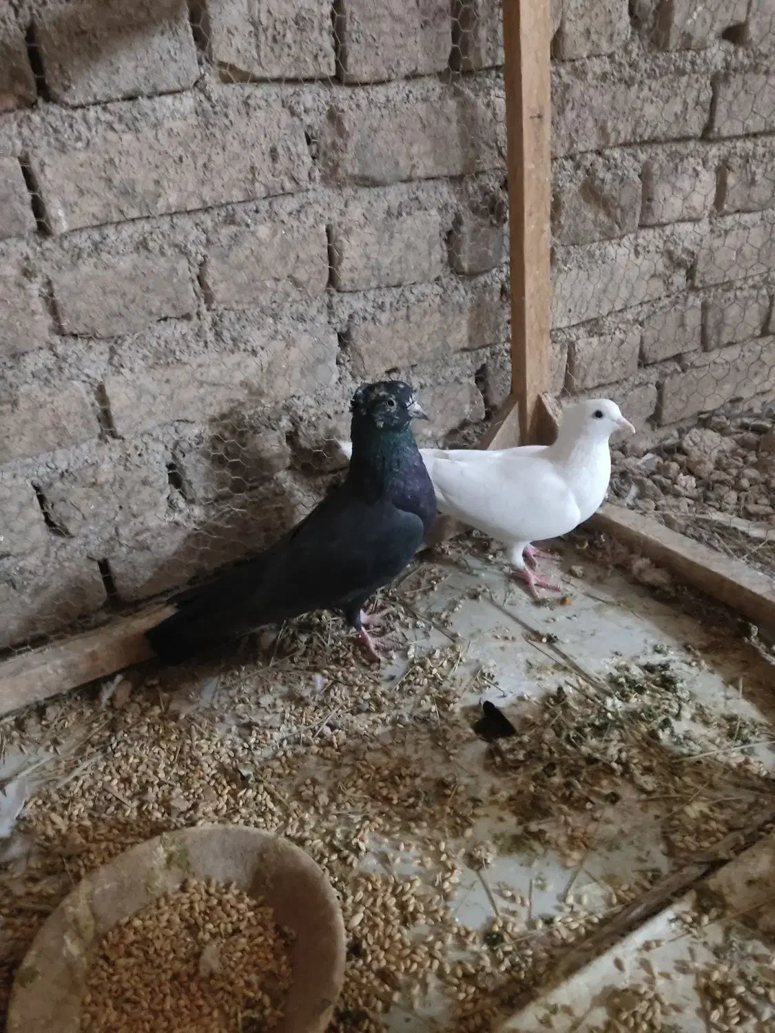 کفتر|پرنده|اردکان, |دیوار