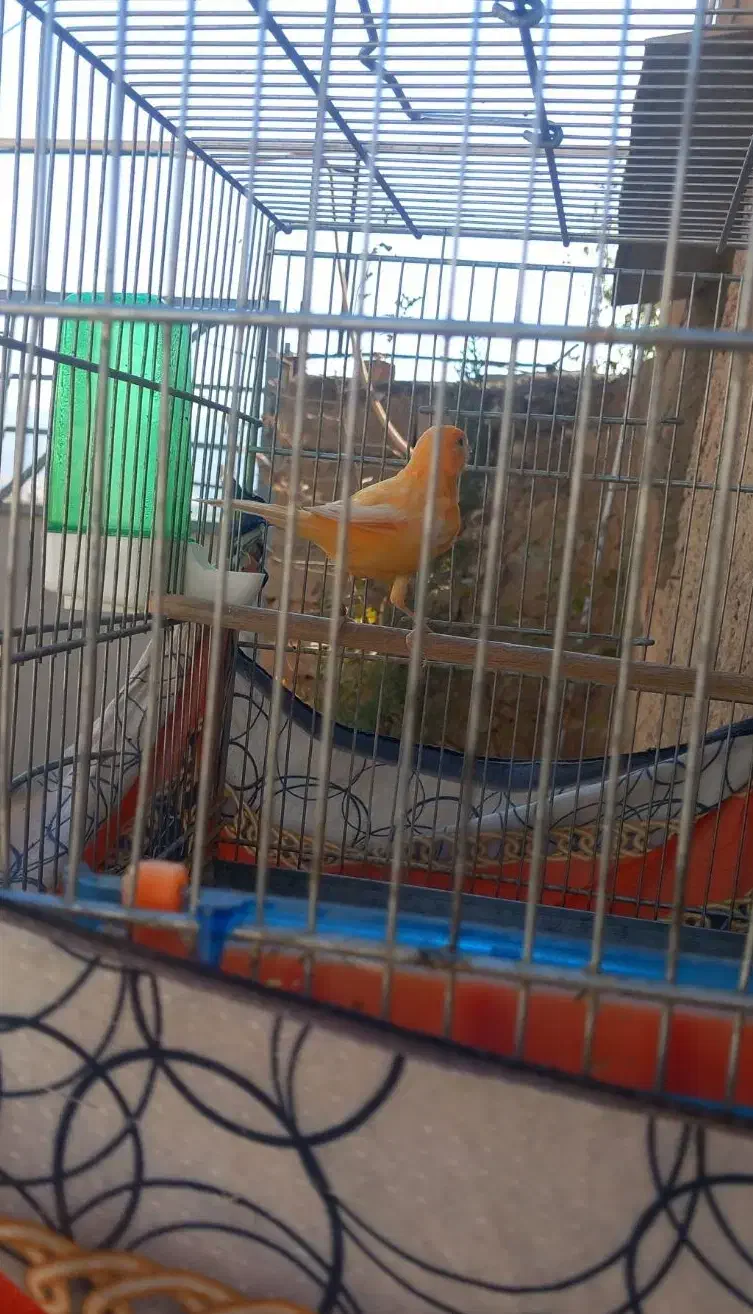 قناری نر ردفاکتور|پرنده|ایلام, |دیوار