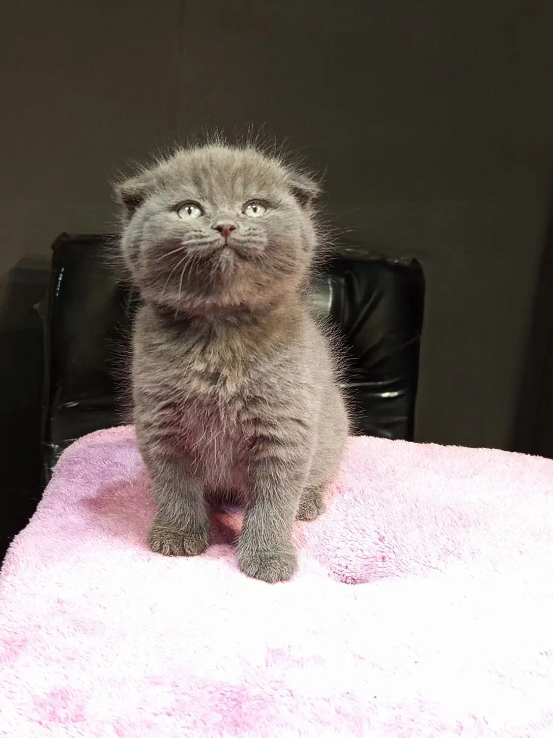 اسکاتیش بلو ماده|گربه|تهران, تهرانسر مرکزی|دیوار