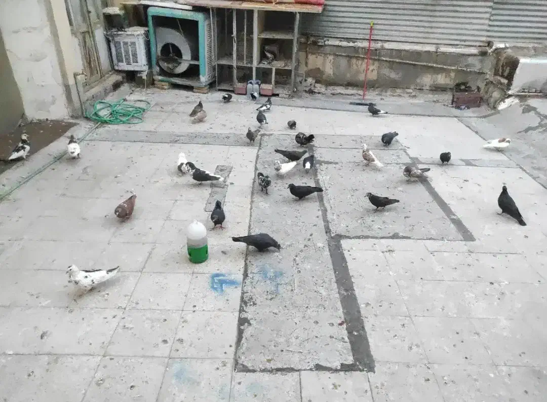 کفتر و گنجه فروشی|پرنده|شیراز, شاهچراغ|دیوار