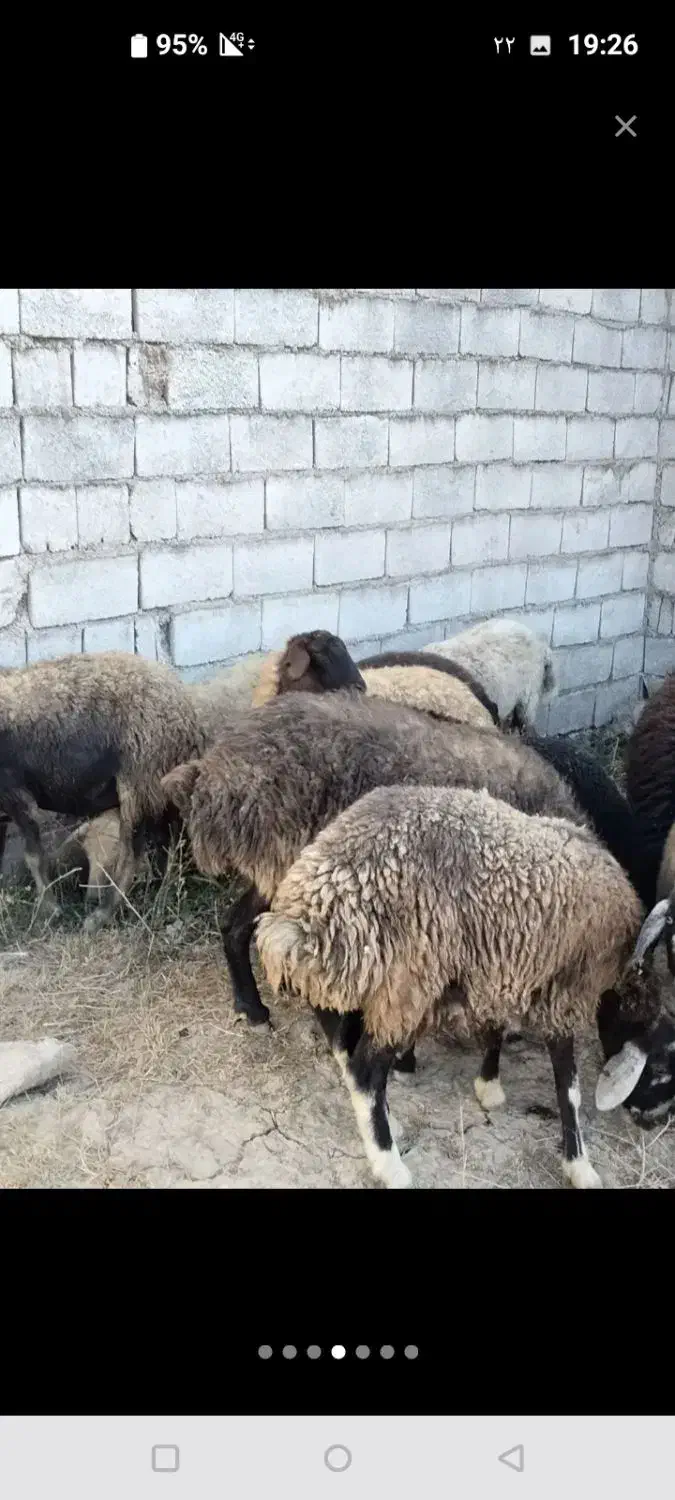 بره شیشگ میش جوان|حیوانات مزرعه|نوبران, |دیوار