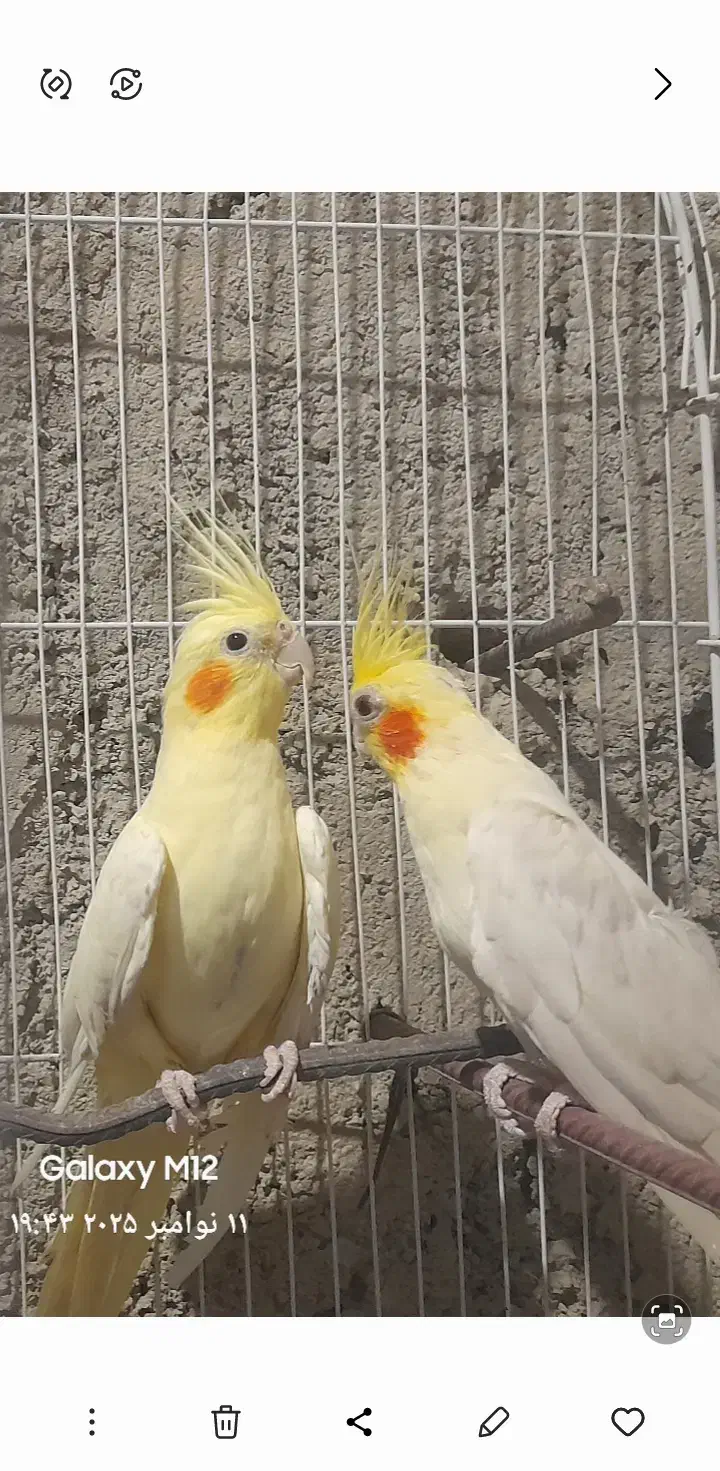 عروس هلندی|پرنده|سراوان, |دیوار