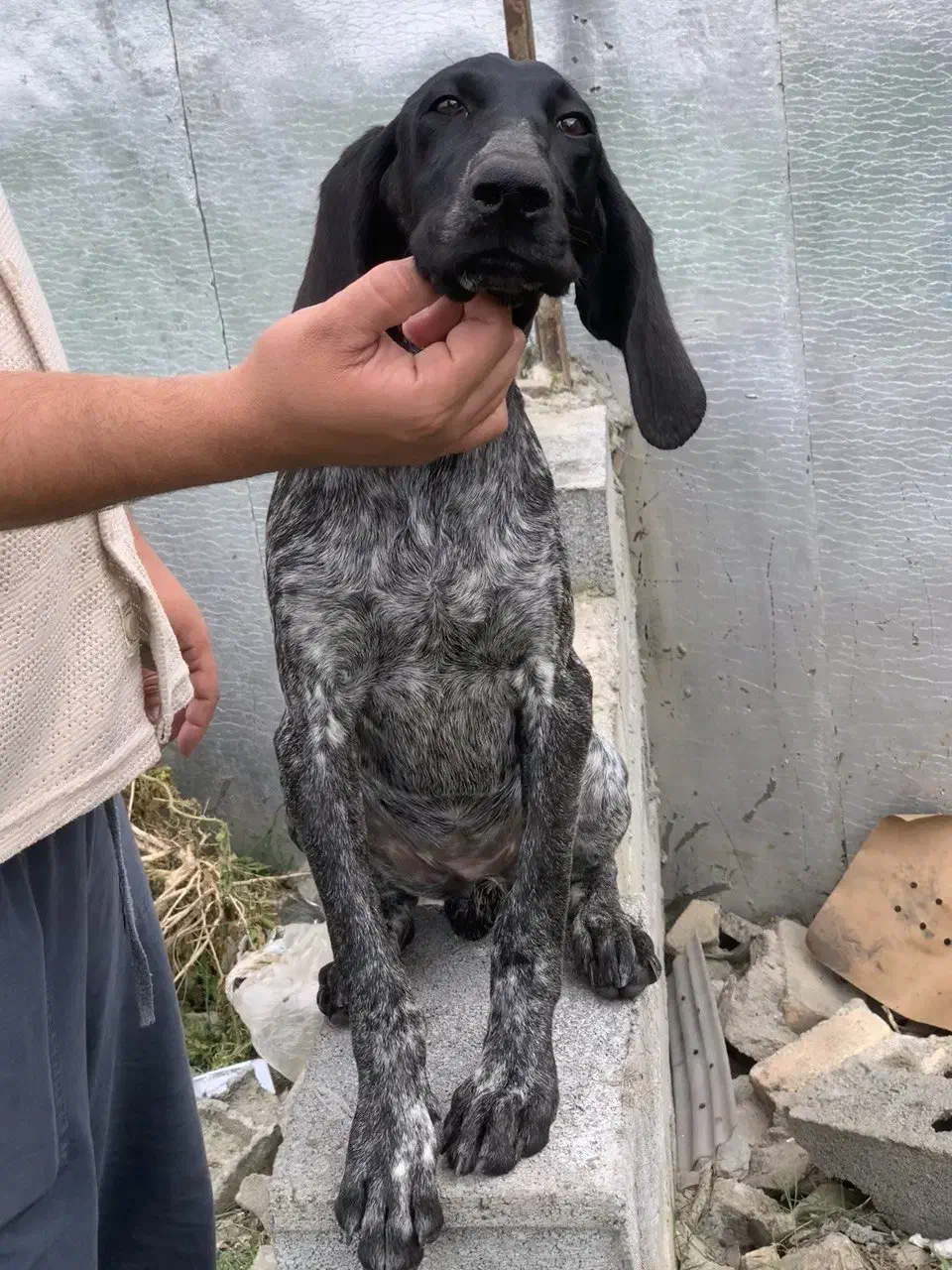 توله سگ شکاری پوینتر آلمانی اصیل ماده|سگ|بابل, |دیوار