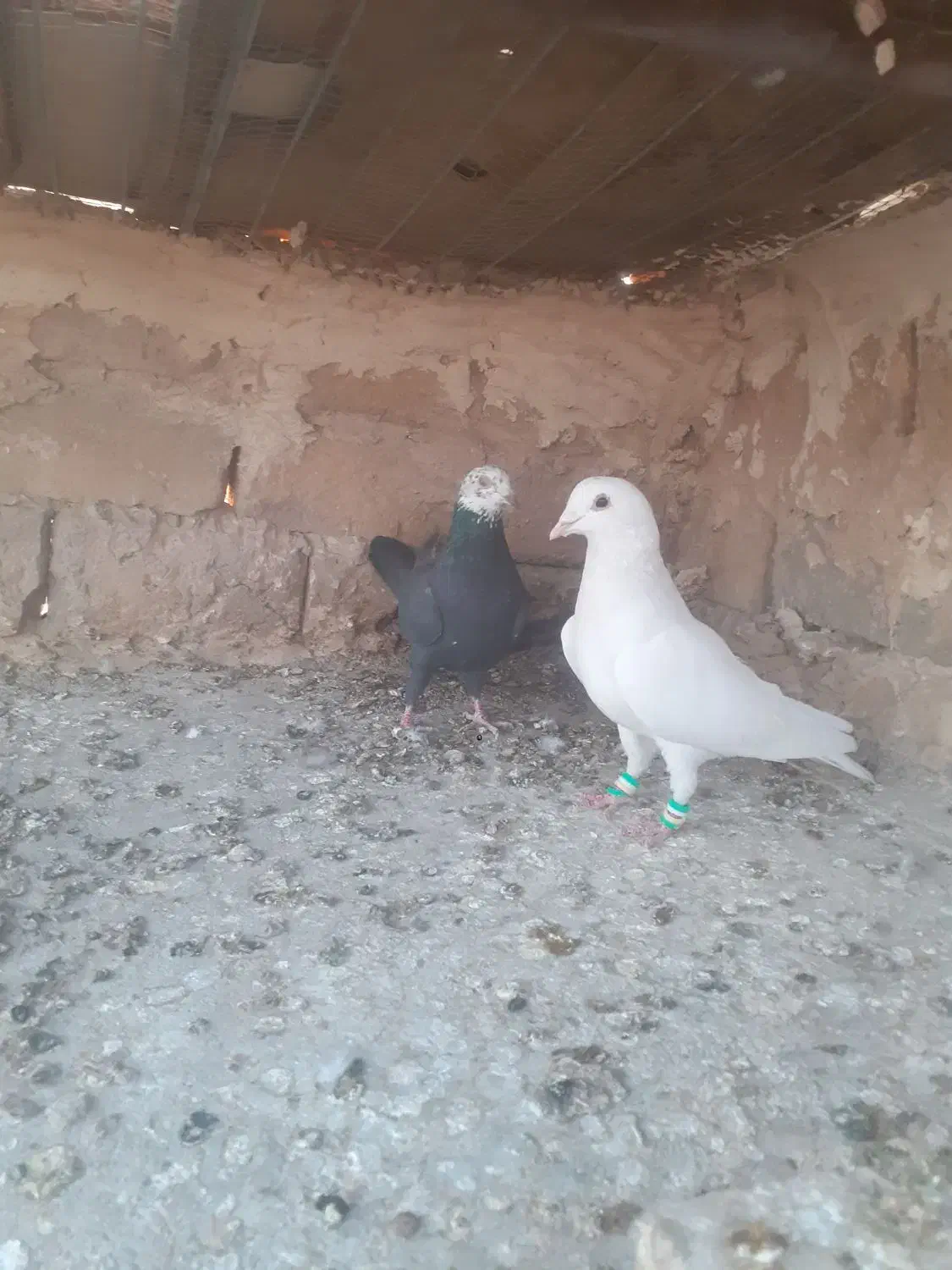 جفت نرماده|پرنده|تربت‌حیدریه, کوی شهید احمدزاده ملکی|دیوار