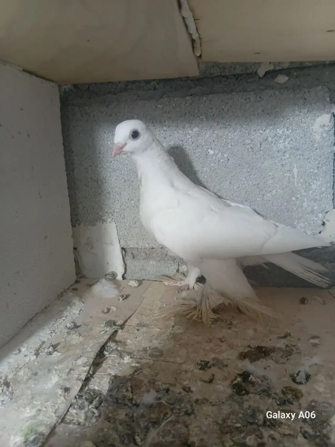 کبوتر پرنده|پرنده|بستان آباد, |دیوار