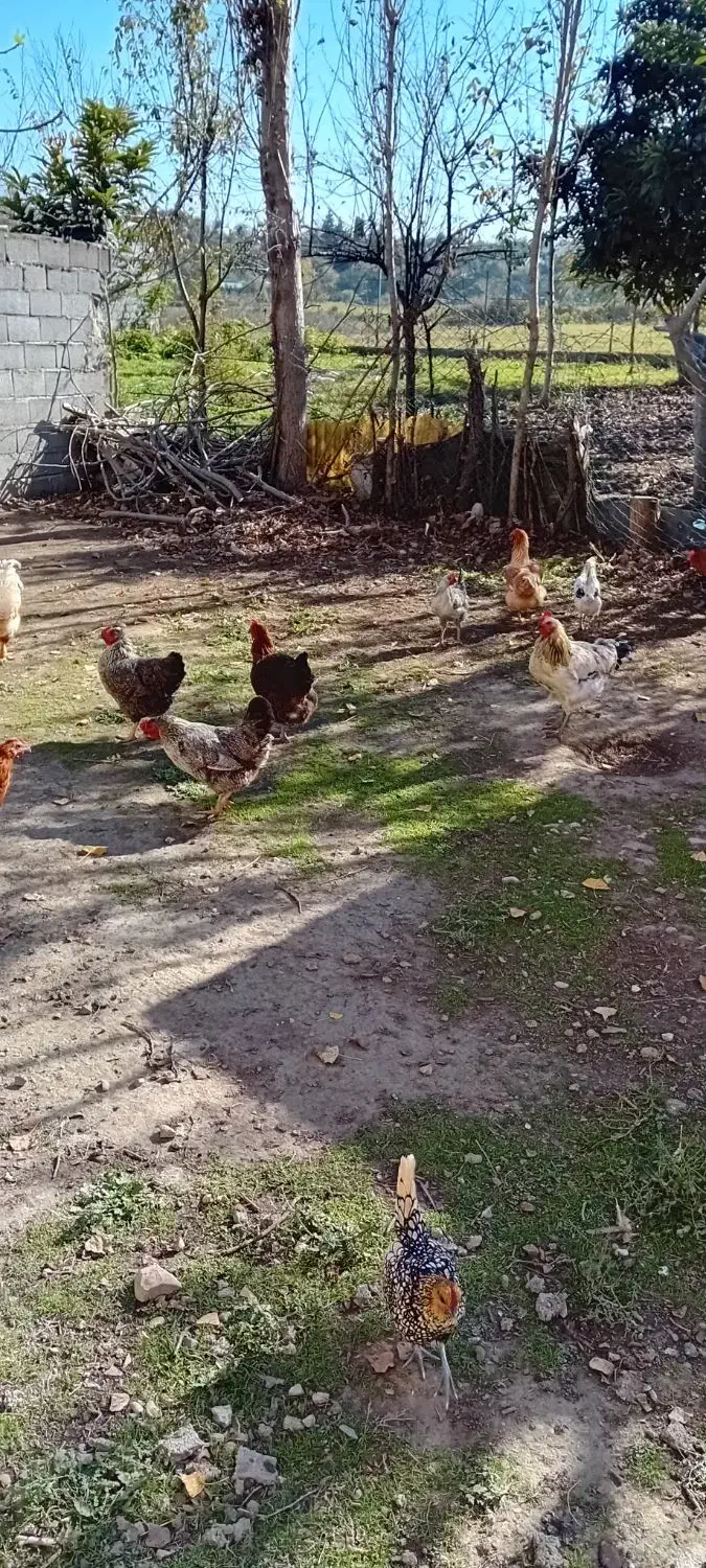 خروس  گلین|حیوانات مزرعه|قائم‌شهر, |دیوار