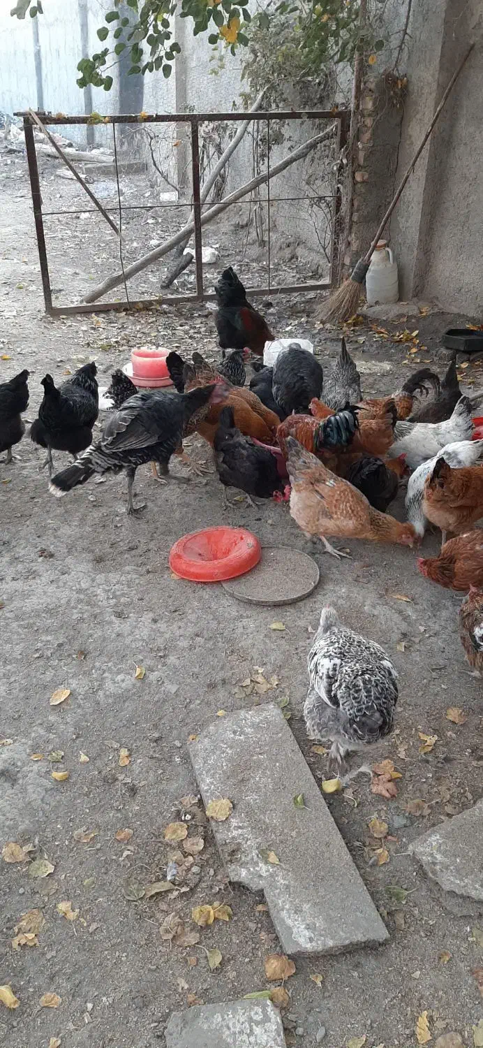 مرغ و خروس و بوقلمون|حیوانات مزرعه|مشهد, چهاربرج|دیوار