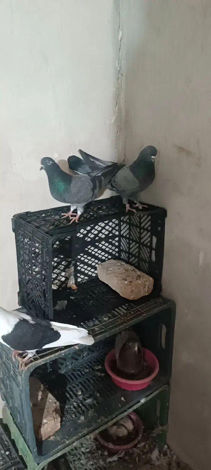 سبز|پرنده|فاضل آباد, |دیوار