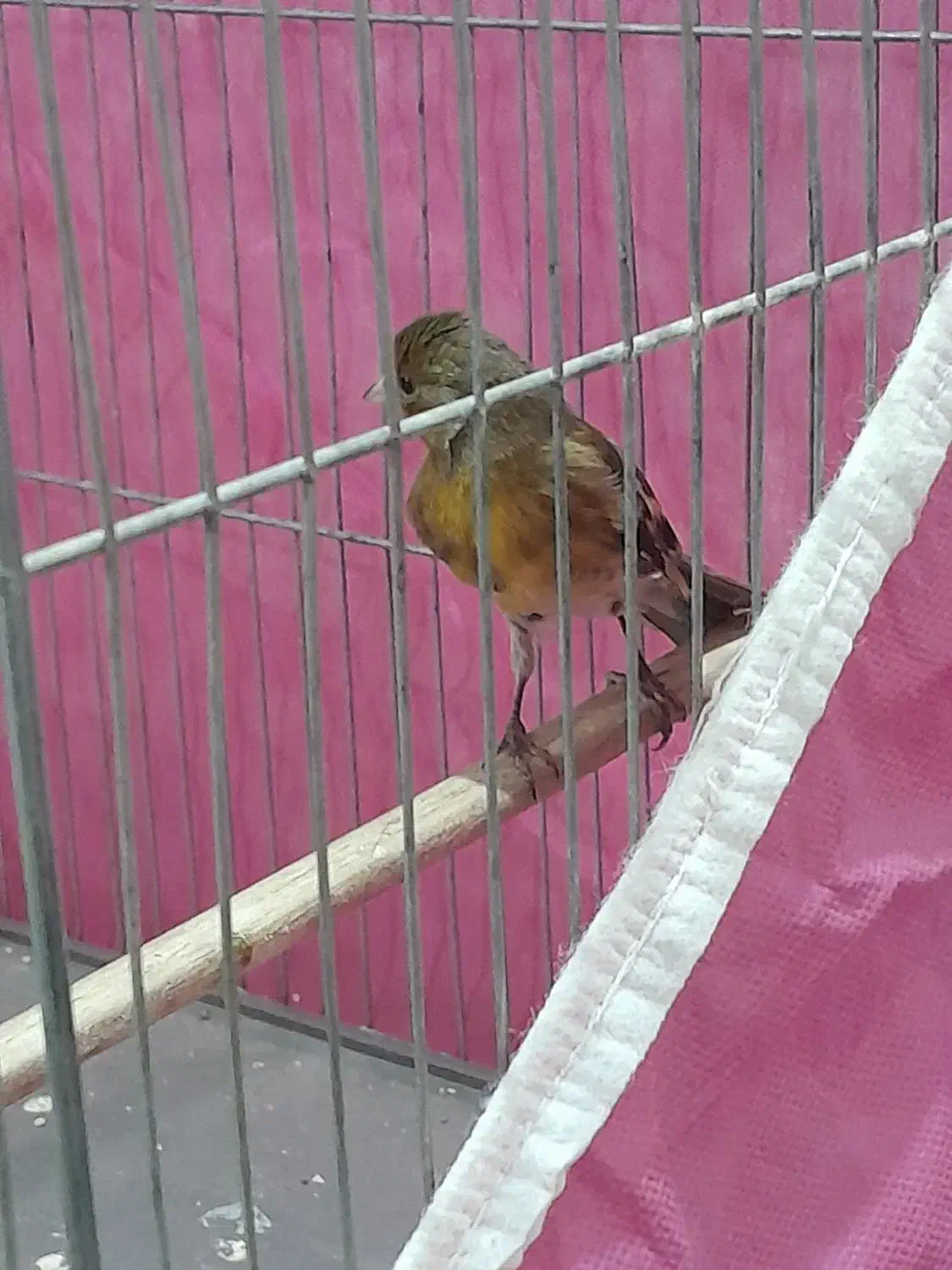 جوجه سهره قناری به شرط خوش رنگ|پرنده|بیستون, |دیوار