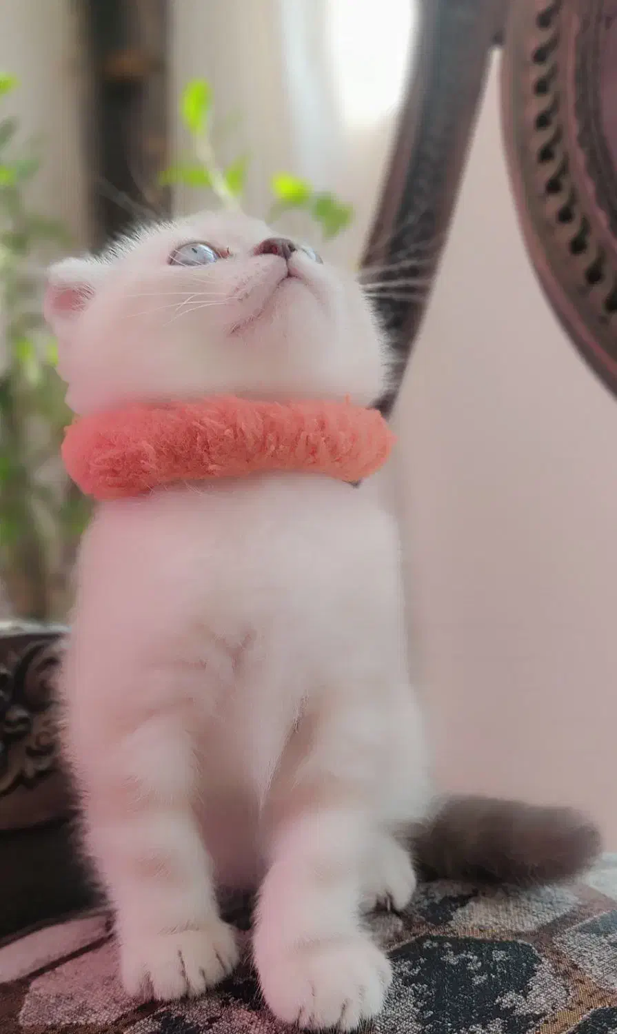 کوچولو ناز اسکاتیش فولد|گربه|ساری, |دیوار