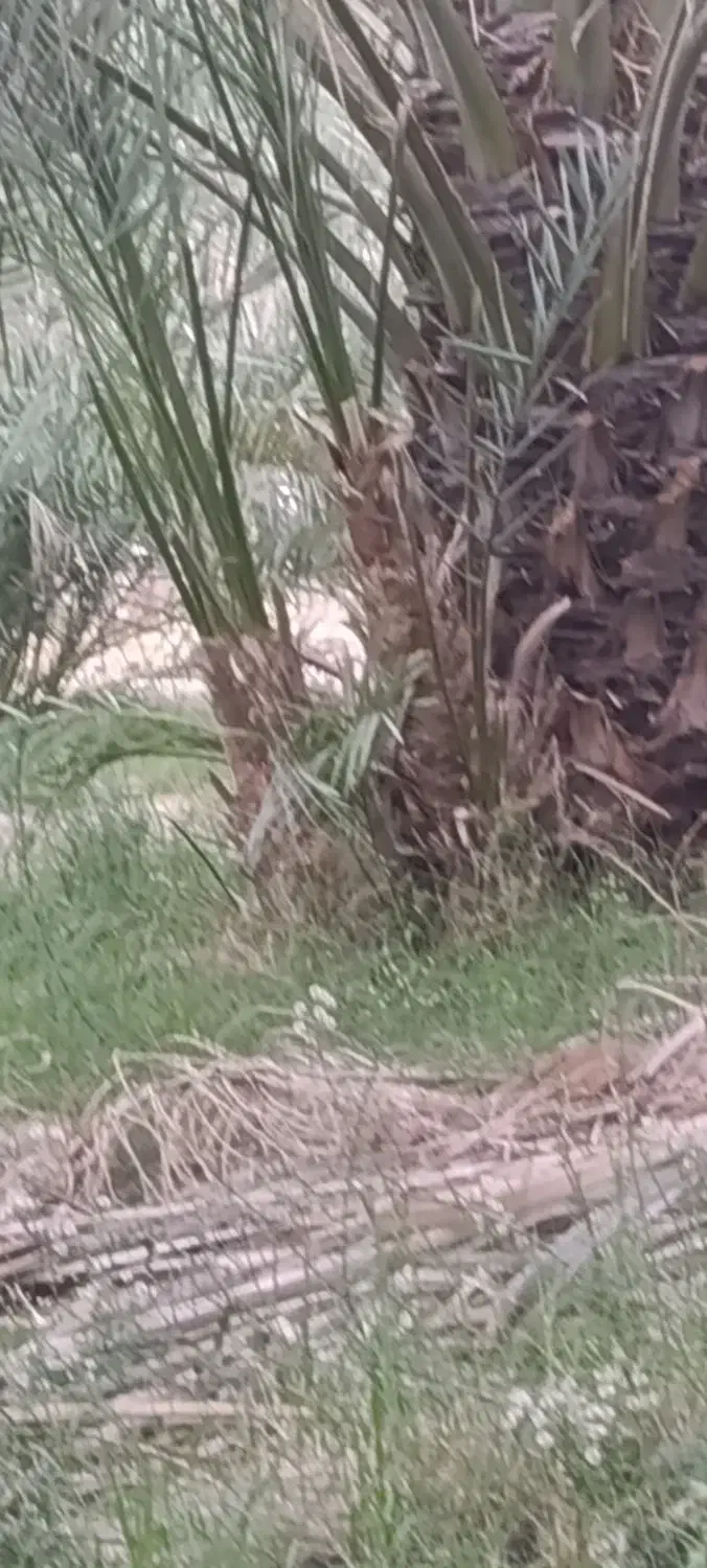 فروش پاجوش خرما (فسیل) کلوته|گل و گیاه طبیعی|بلوک, |دیوار