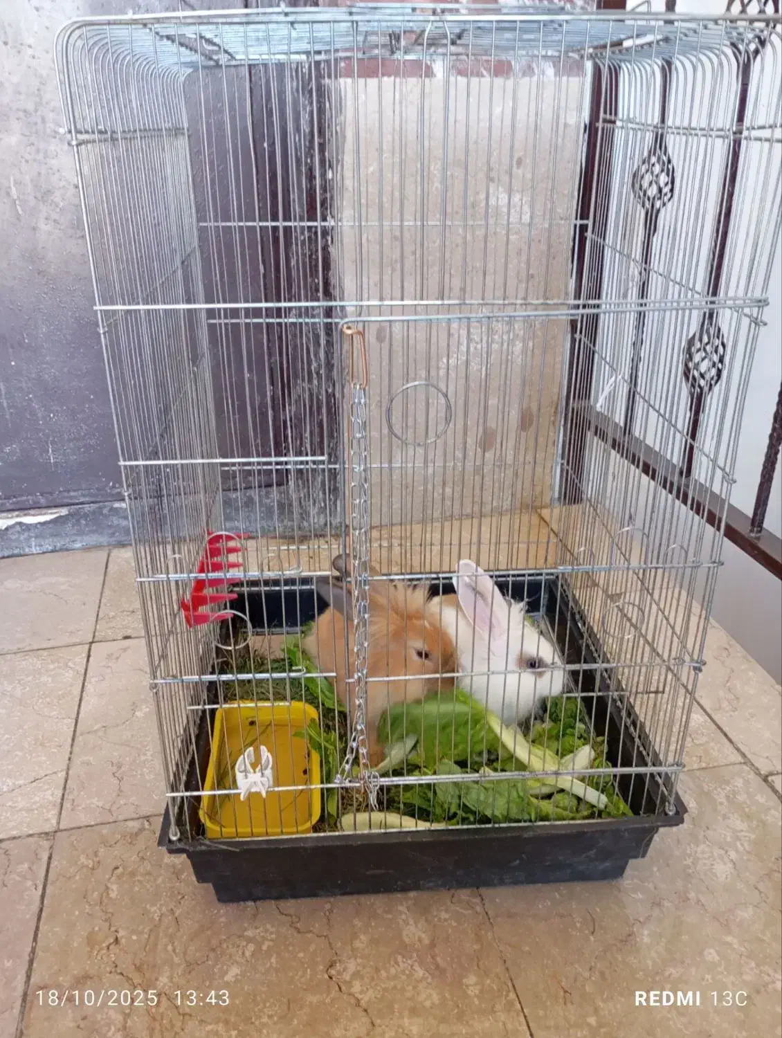 دوتا خرگوش سرحال نروماده باقفس|موش و خرگوش|سنندج, |دیوار