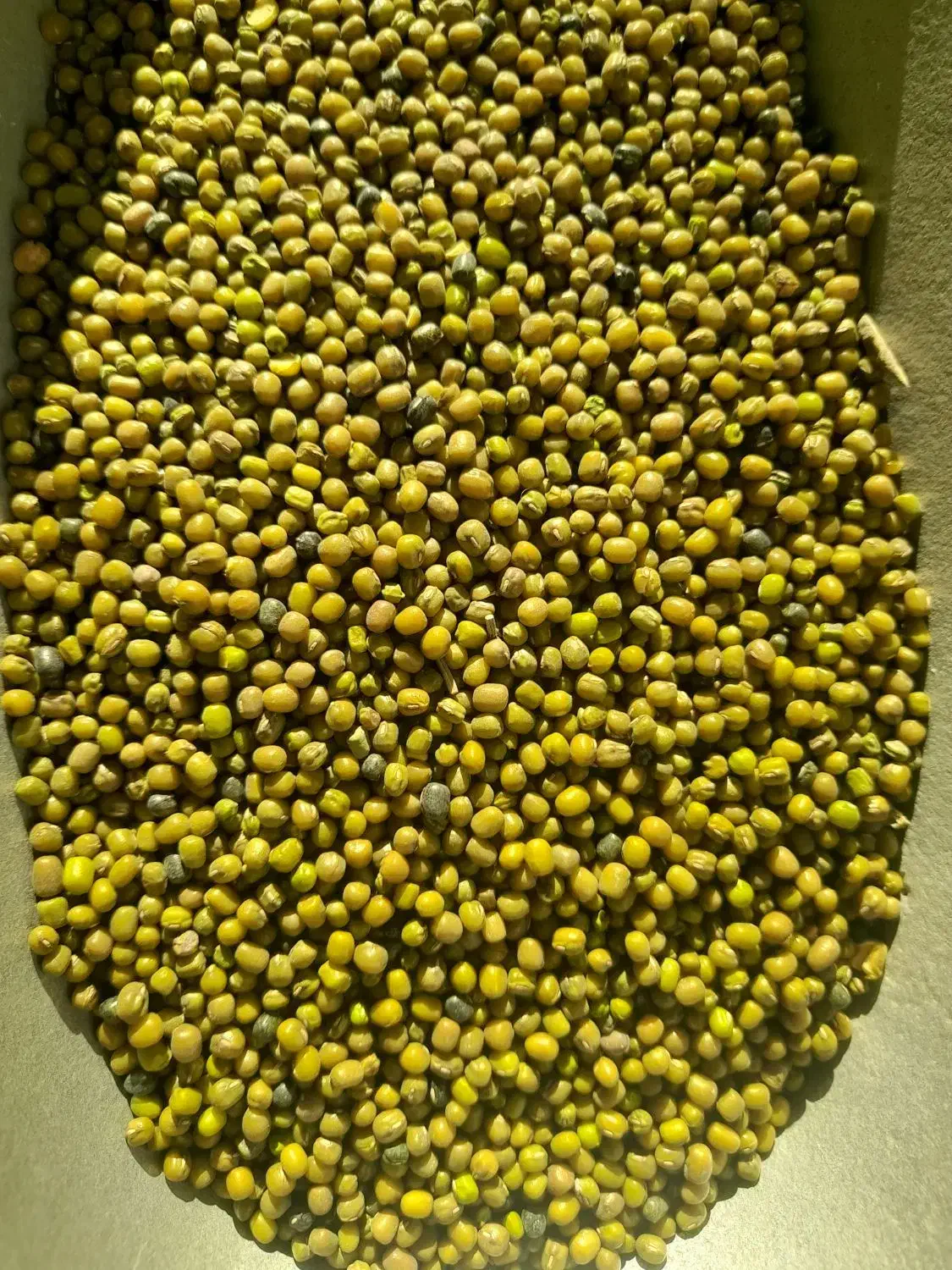 ماش ارتشی به شرط پخت|خوردنی و آشامیدنی|مبارکه, |دیوار