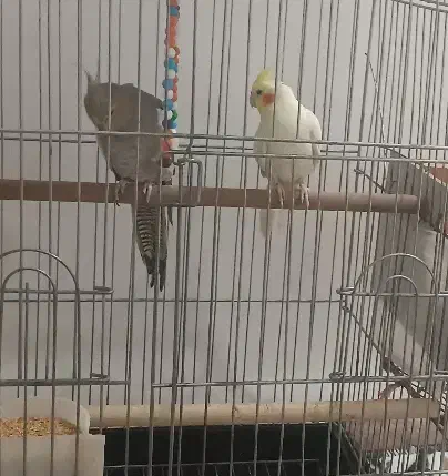 عروس هلندی|پرنده|مهران (ایلام), |دیوار