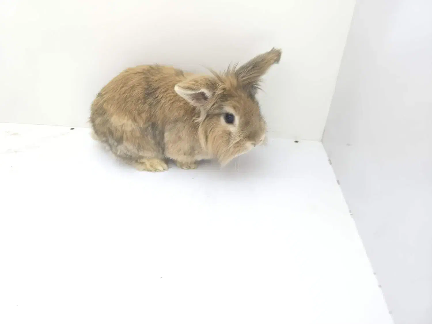 خرگوش خانگی|موش و خرگوش|شراء, |دیوار