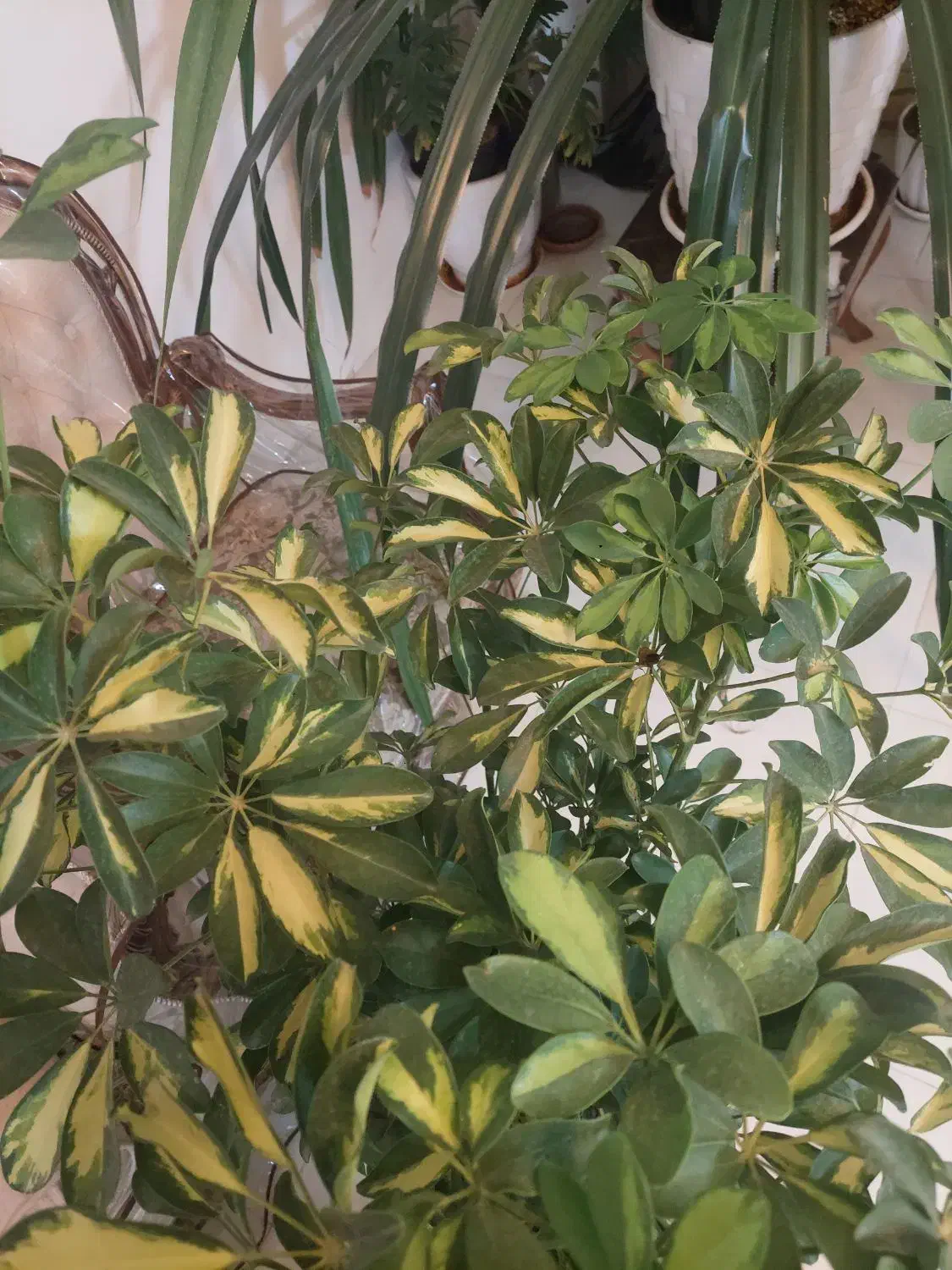 گل شفلرا|گل و گیاه طبیعی|مشهد, امیر|دیوار