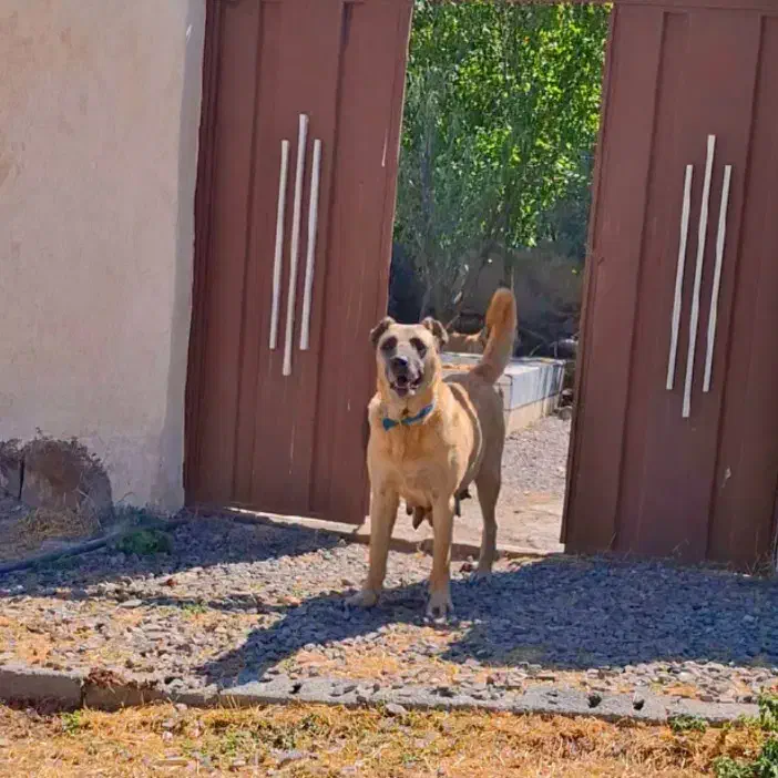 ماده سرابی اصیل|سگ|فردیس, شهرک شهید حسینی|دیوار