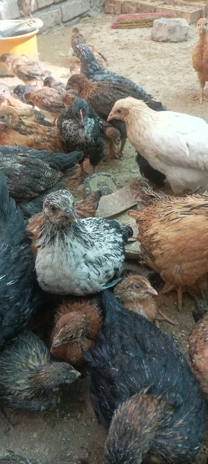 جوجه مرغ و خروس گلپایگانی سالم|حیوانات مزرعه|نیشابور, شهرک رسولی|دیوار