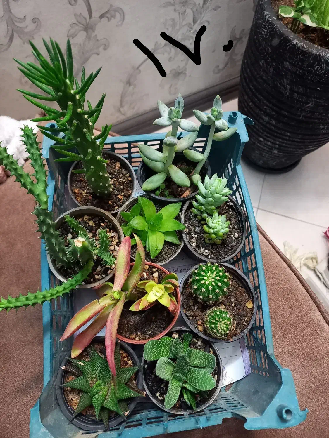 پک کاکتوس سایز ۶ و ۸ انواع گل و ساکولنت زامفولیا|گل و گیاه طبیعی|مشهد, الهیه|دیوار