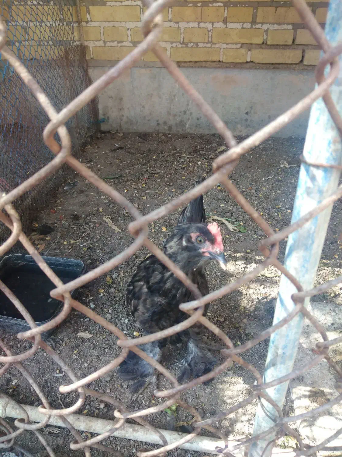 خروس جوان|حیوانات مزرعه|بندر امام خمینی, |دیوار