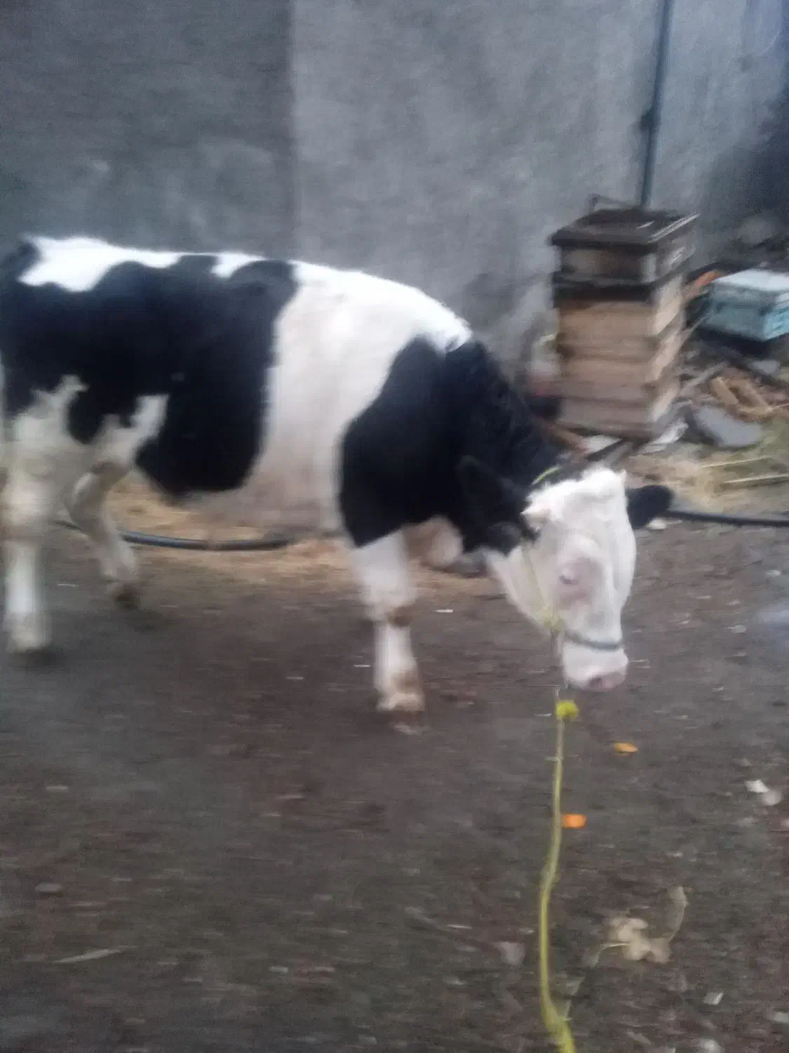 گوساله ی سیمنتال|حیوانات مزرعه|سنندج, |دیوار