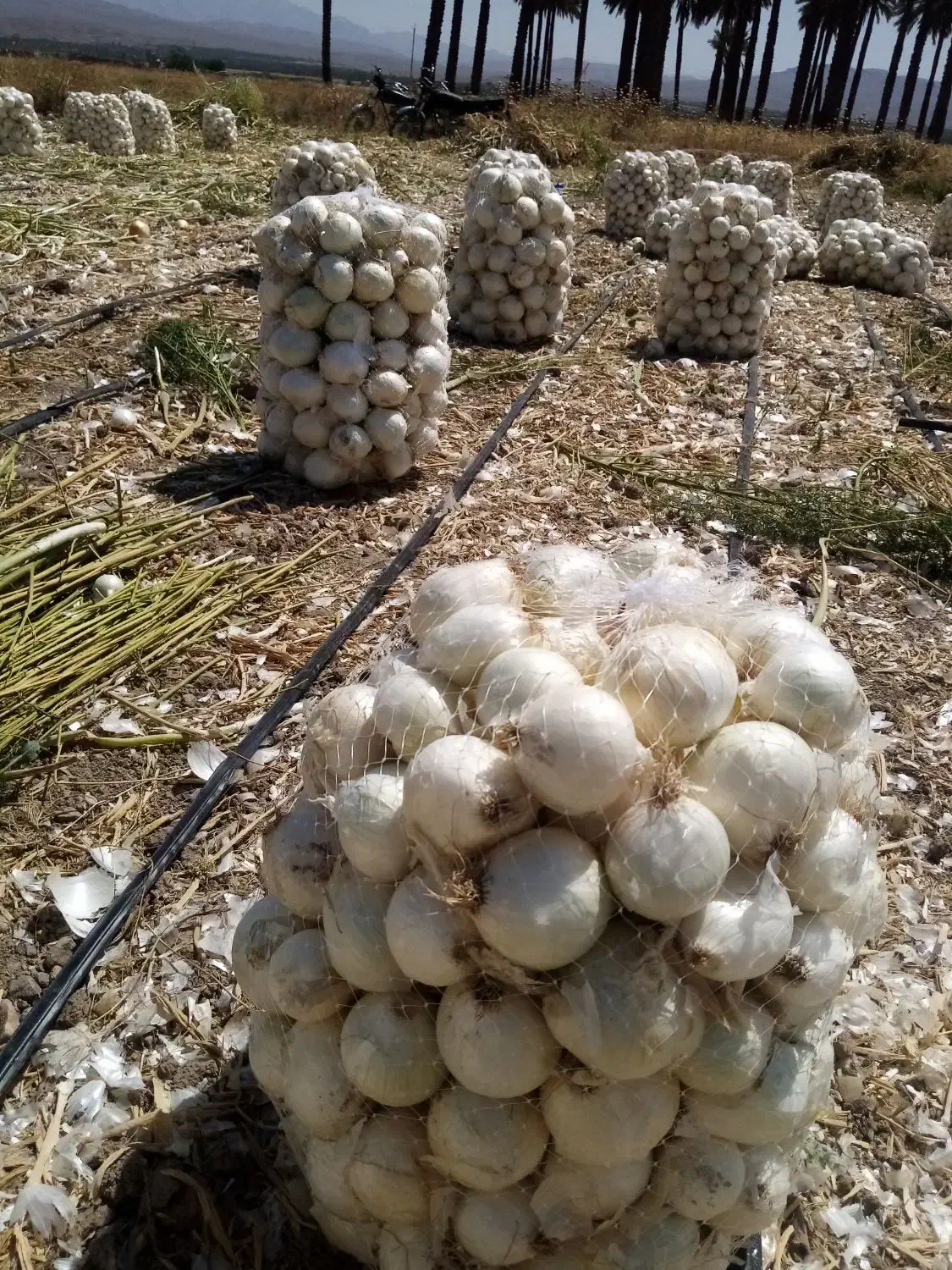 بذرپیاز|حراج|فسا, |دیوار