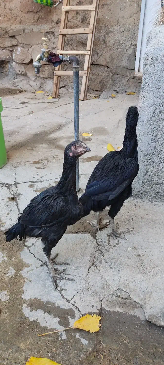 مرغ لاری جوان|حیوانات مزرعه|سنقر, |دیوار