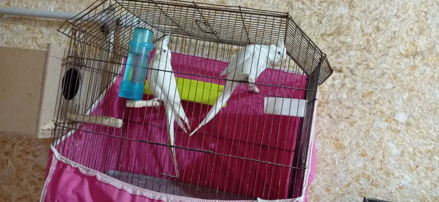 عروس هلندی البینو شرط خالص و مولد|پرنده|شادگان, |دیوار