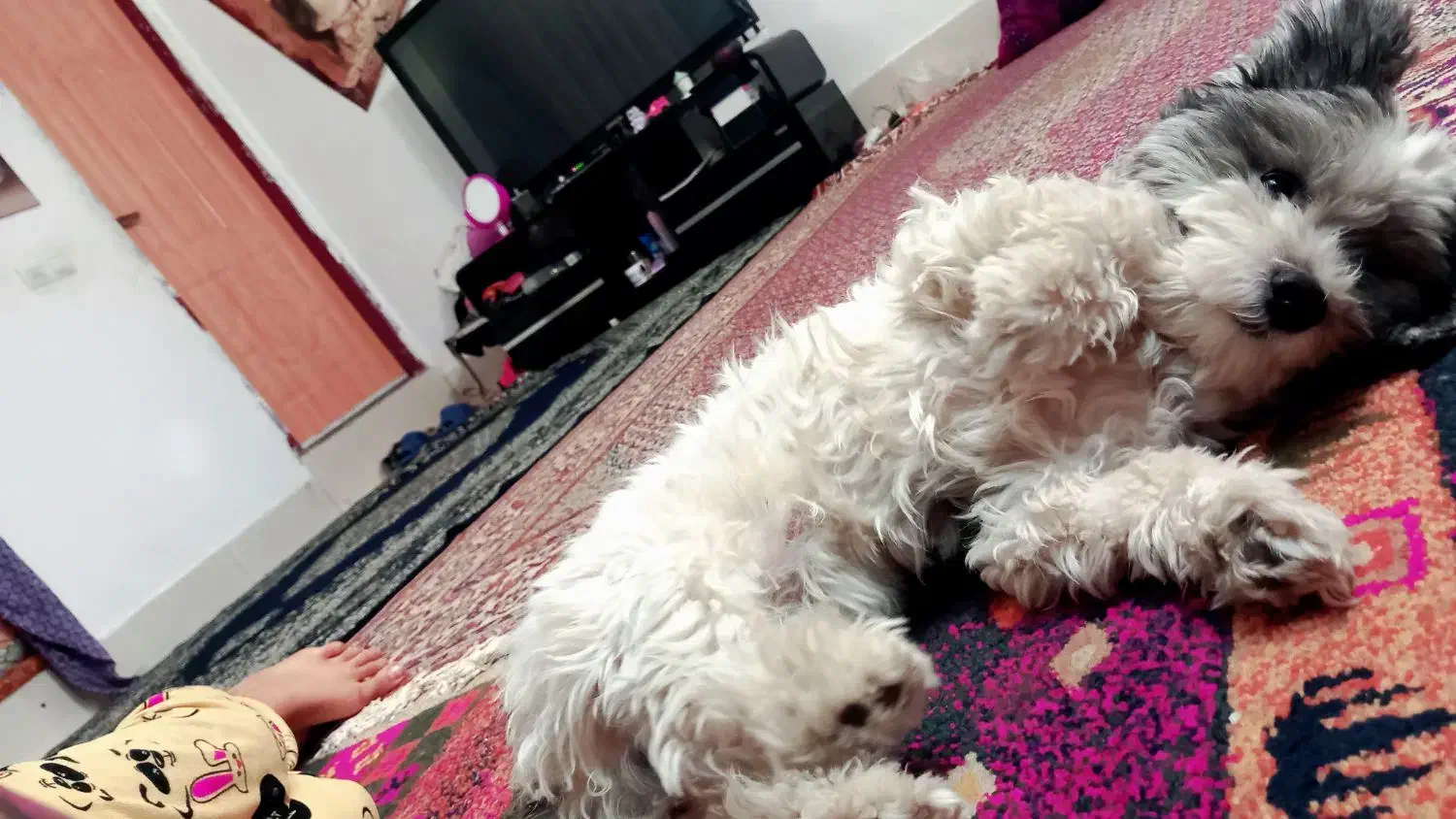 سگ شیتزو|سگ|شیراز, گویم|دیوار