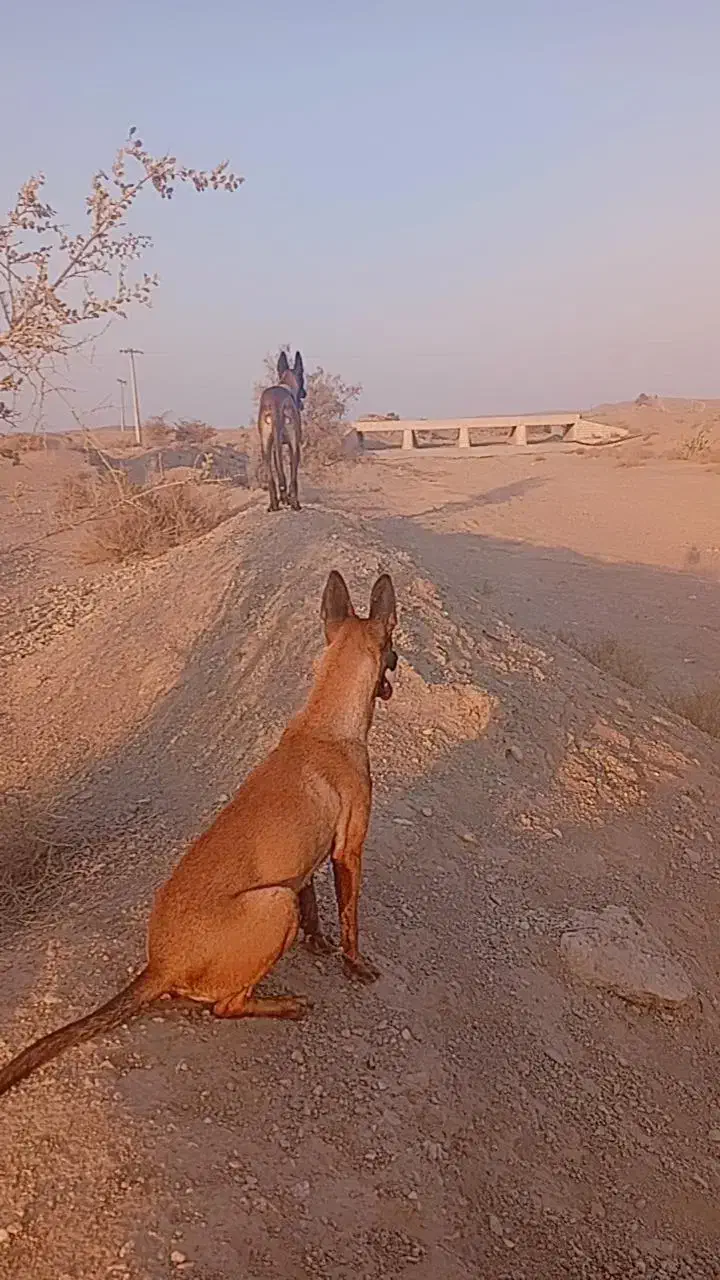 سگ نگهبان|سگ|جیرفت, |دیوار