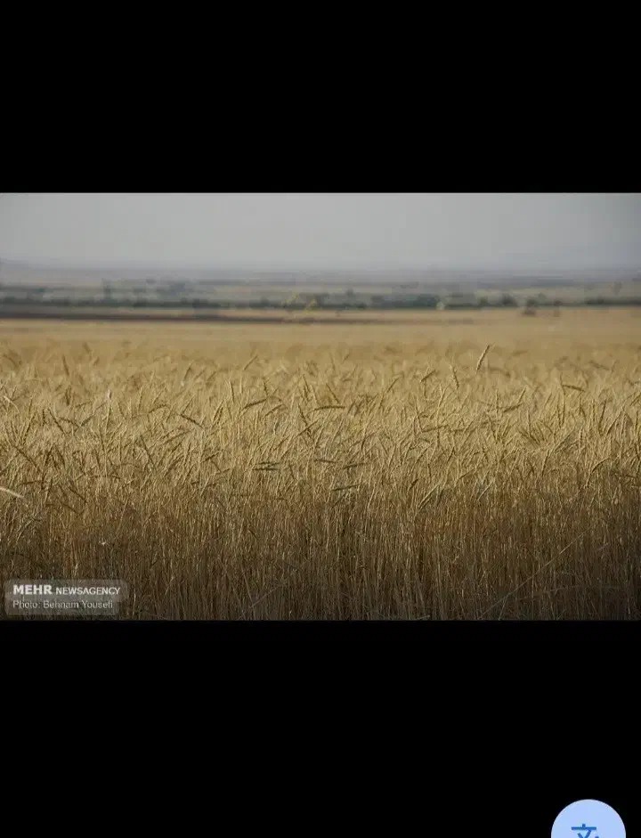 گندم بذری واران کاشت دوم|عمدهفروشی|سجاس رود, |دیوار