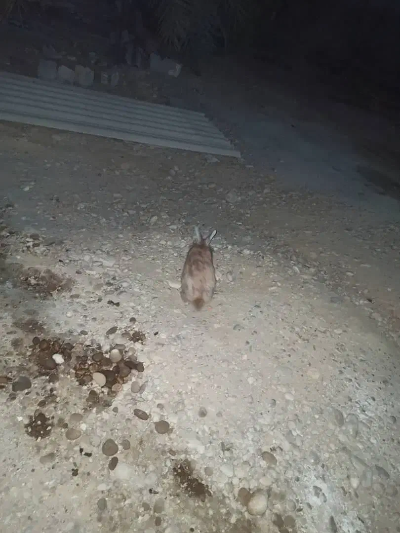 خرگوش|موش و خرگوش|برازجان, |دیوار