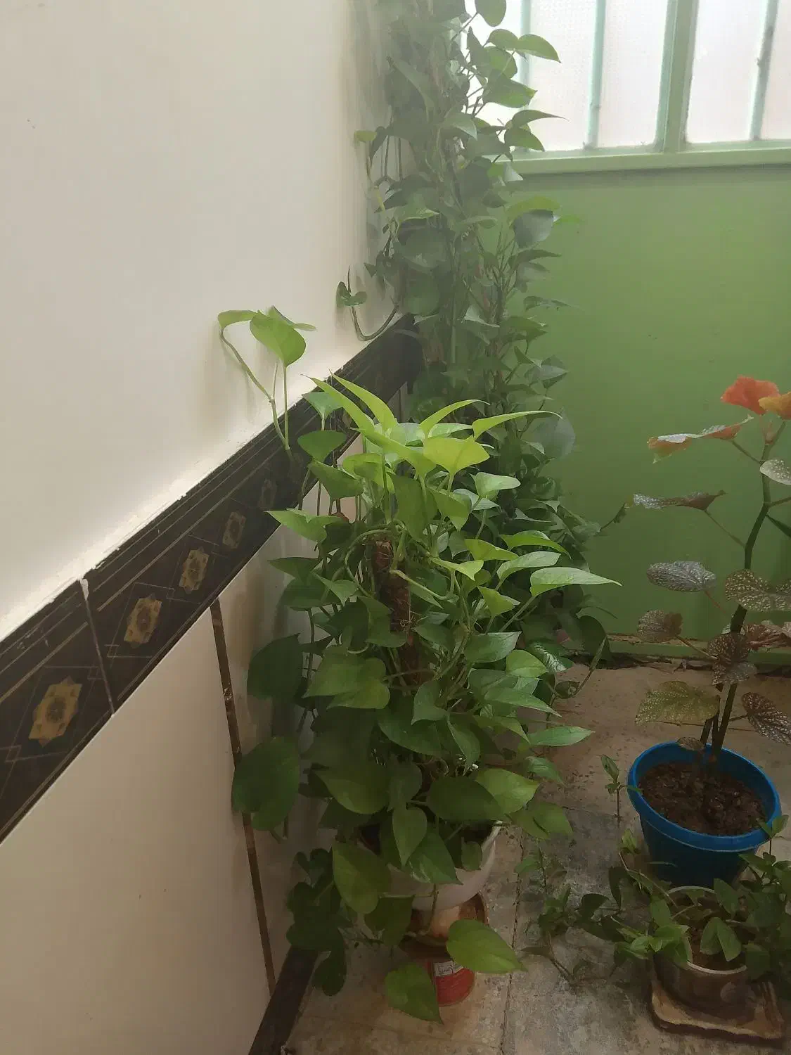 گل گیا|گل و گیاه طبیعی|دهدشت, |دیوار