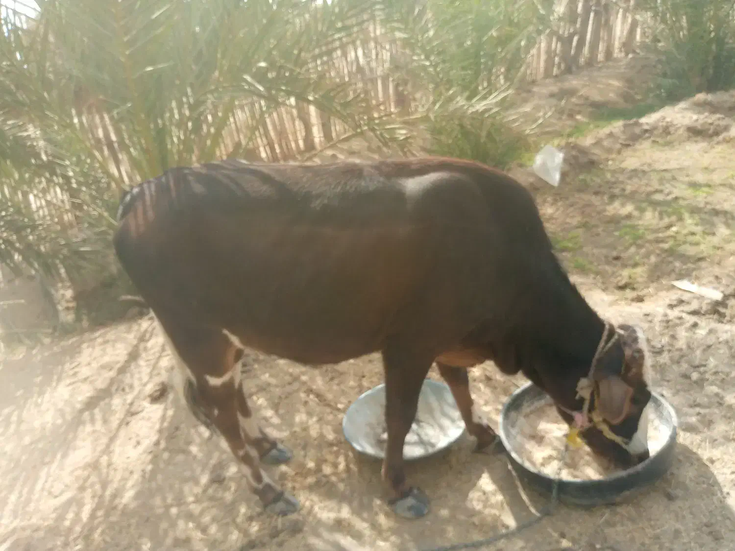 فروشی روستایی چاه دنک|حیوانات مزرعه|جلگه چاه هاشم, |دیوار