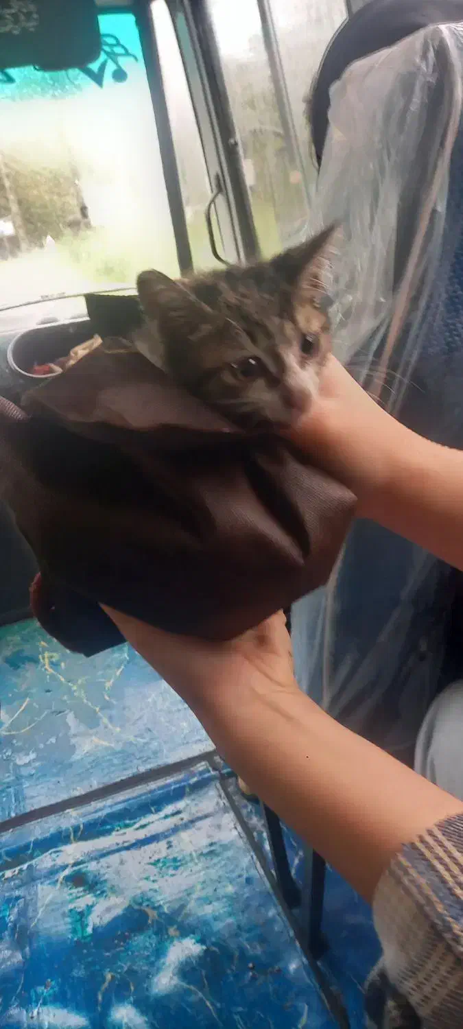 واگذاری بچه گربه نر|گربه|رشت, خمیران زاهدان|دیوار