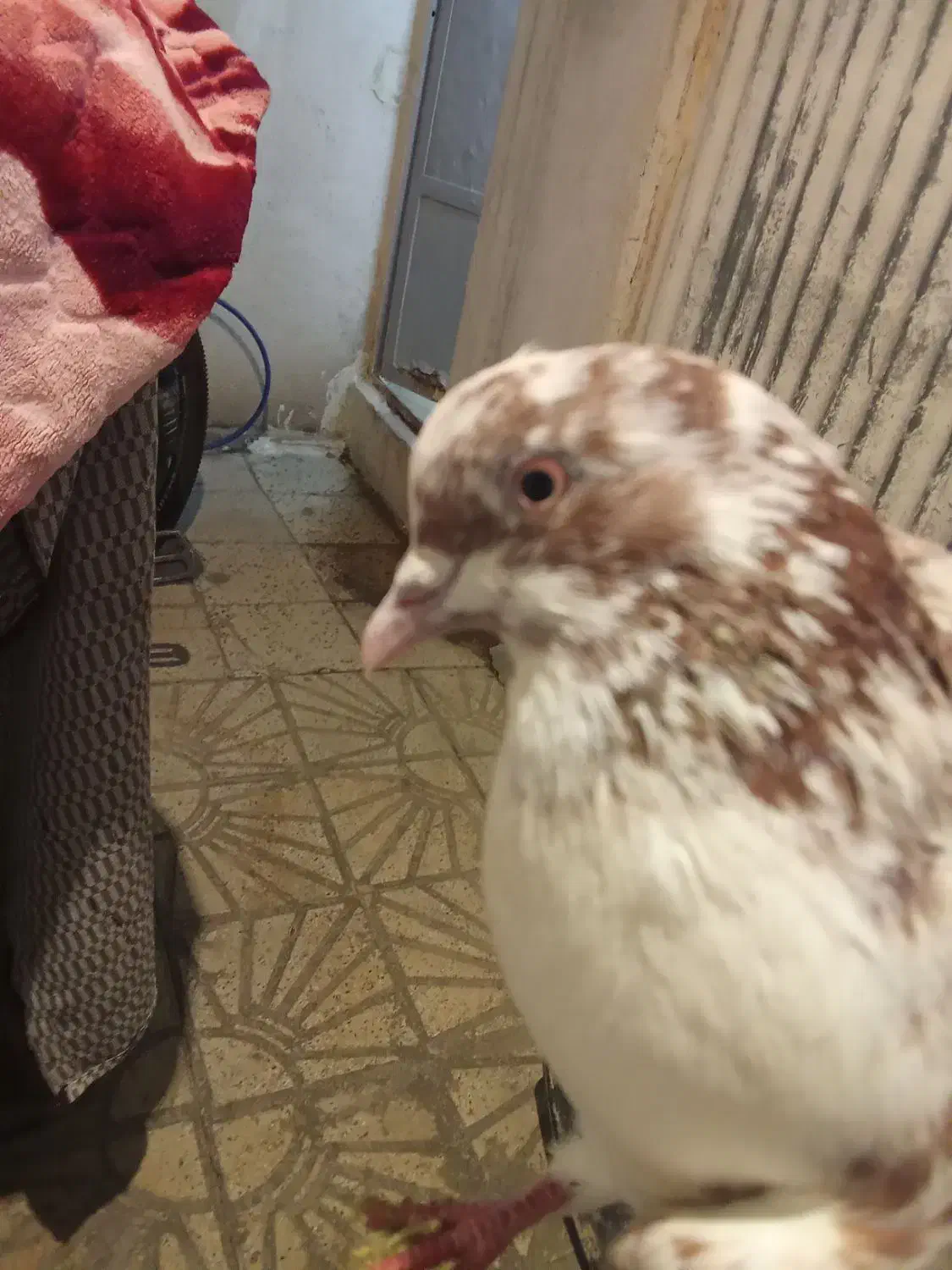 کفترگلی|پرنده|شیراز, دارالرحمه|دیوار