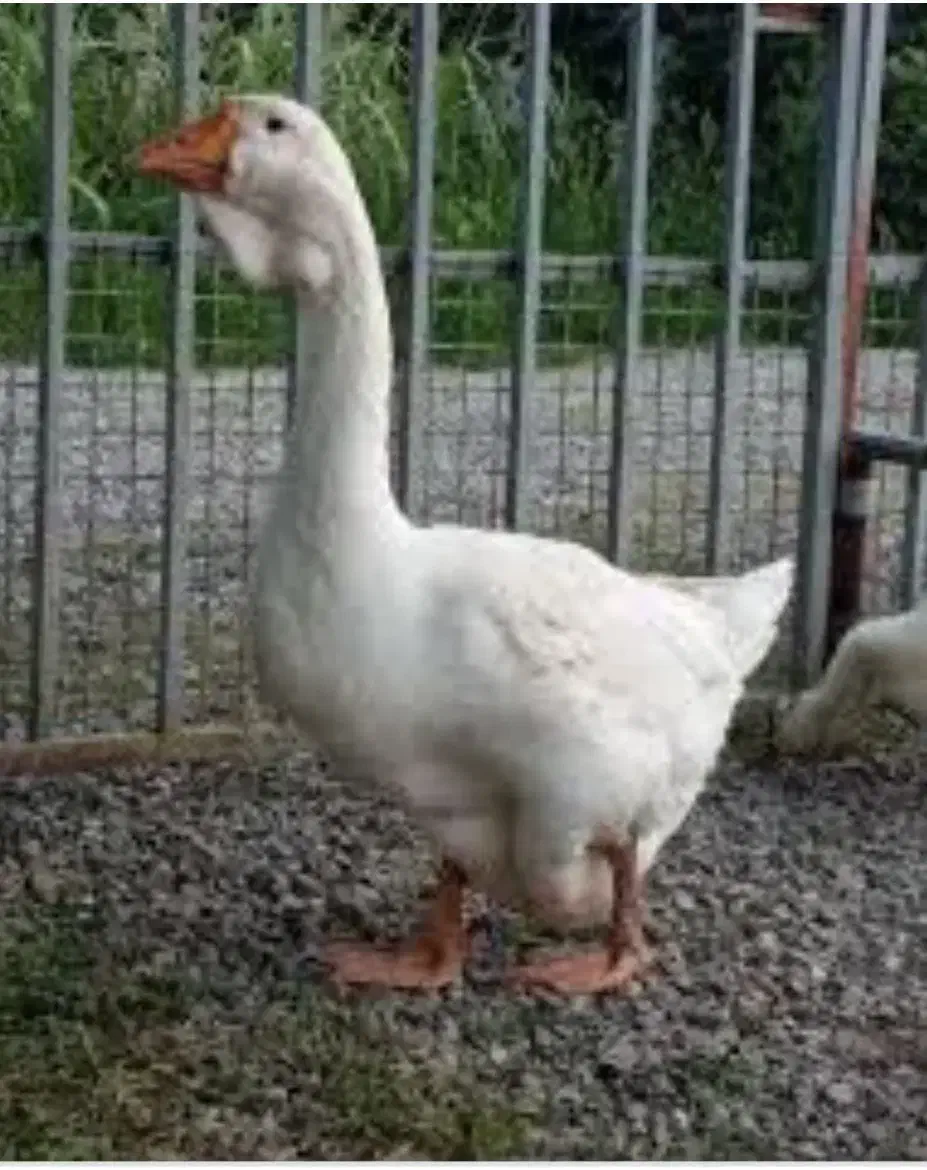 قو غاز لیندا|حیوانات مزرعه|قزوین, |دیوار