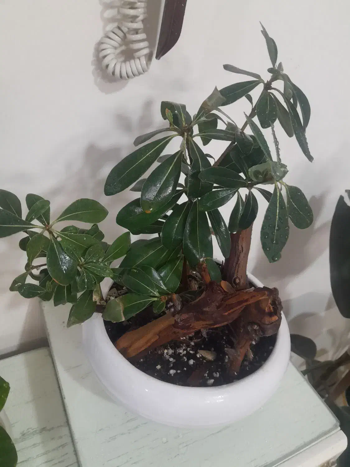 گل بنسای میخک|گل و گیاه طبیعی|مشهد, سپاد|دیوار