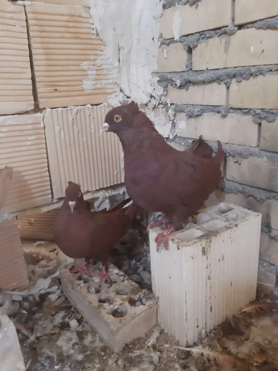 پرنده|پرنده|بهبهان, |دیوار