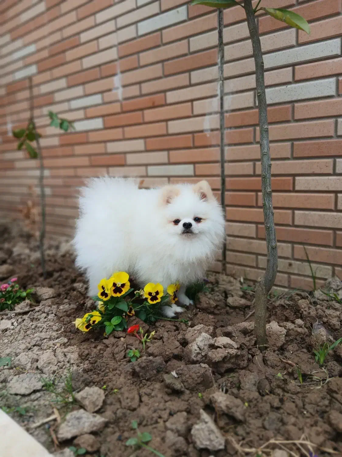 پامر خرسی نر|سگ|ساری, |دیوار