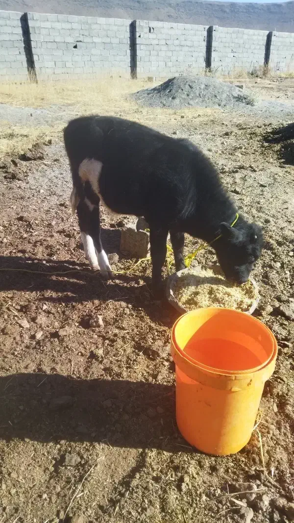 گوساله نر داشتی|حیوانات مزرعه|خانمیرزا, |دیوار