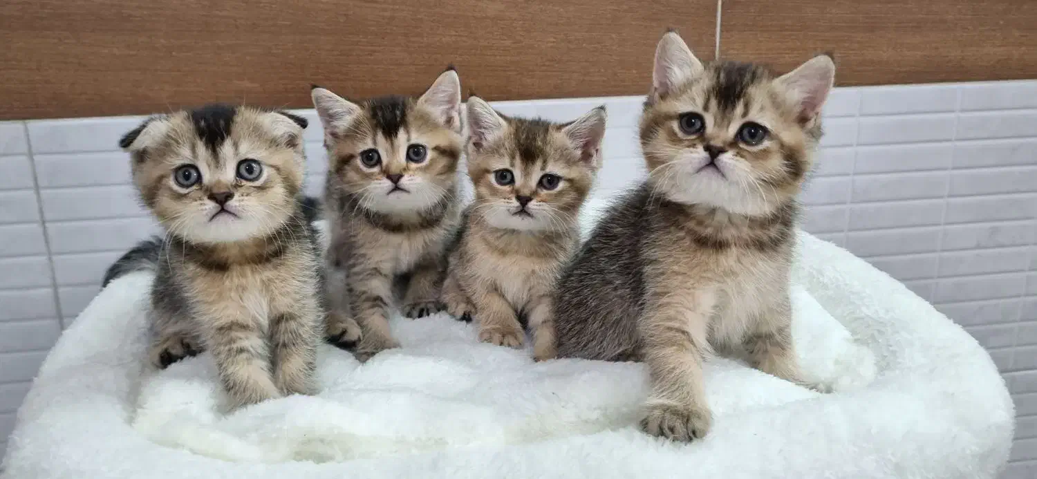 بچه گربه ناز بریتیش و اسکاتیش|گربه|اهواز, زیباشهر|دیوار