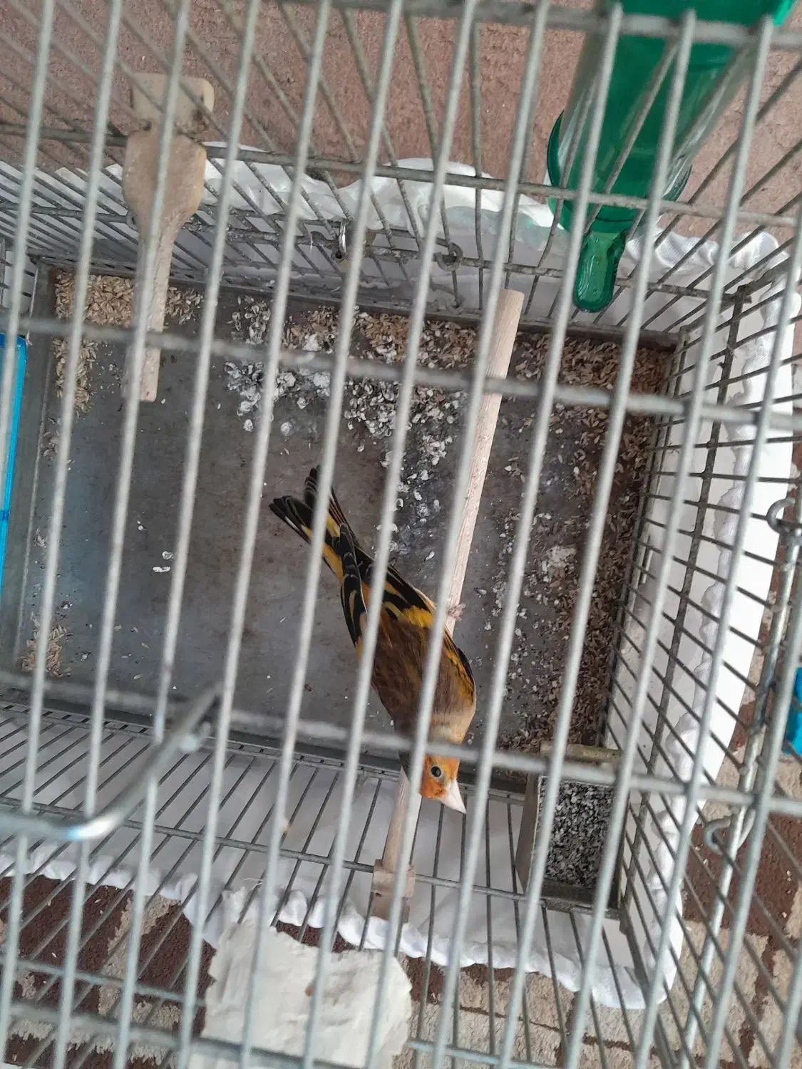 قناری نر و سهره قناری دهن دار|پرنده|تهران, مجیدآباد|دیوار