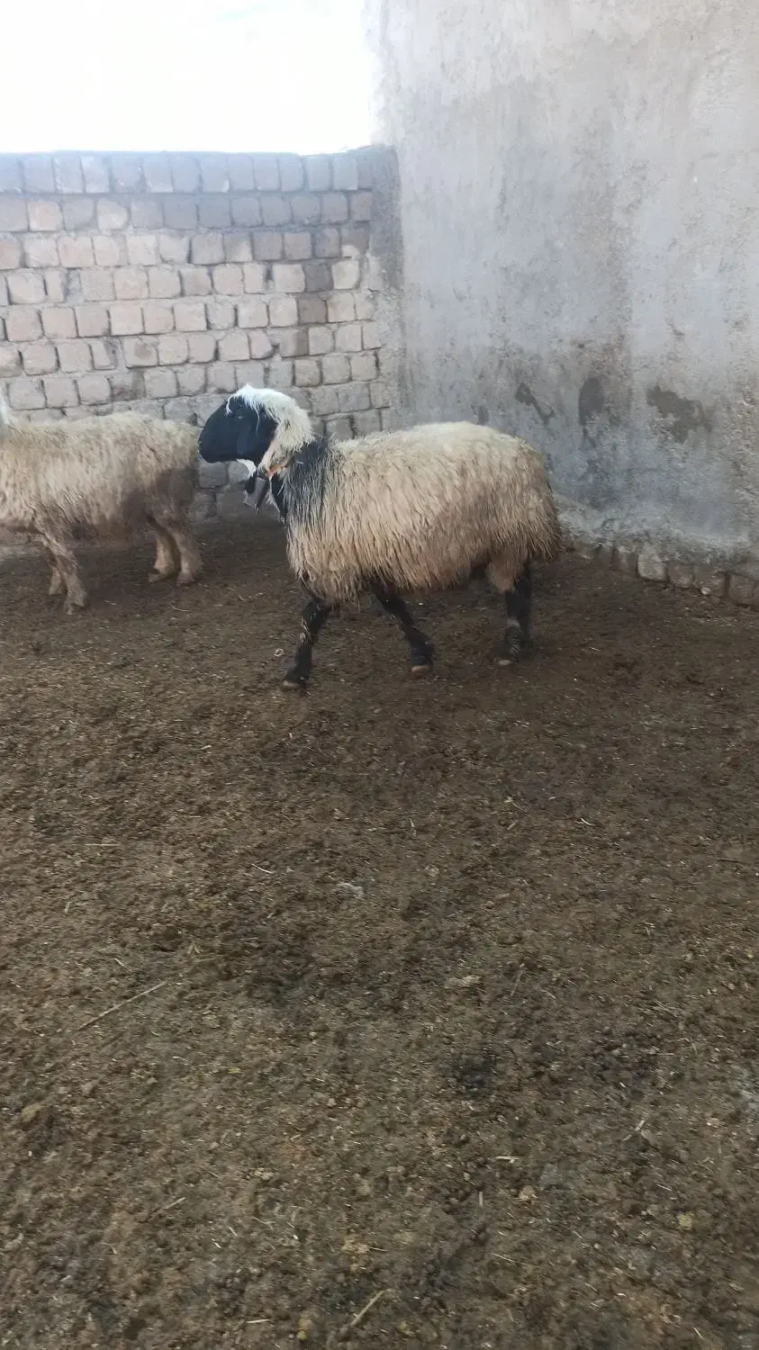 میش چاق|حیوانات مزرعه|مبارکه, |دیوار