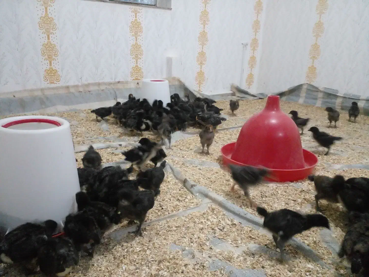 جوجه بلک استار|حیوانات مزرعه|نقده, |دیوار