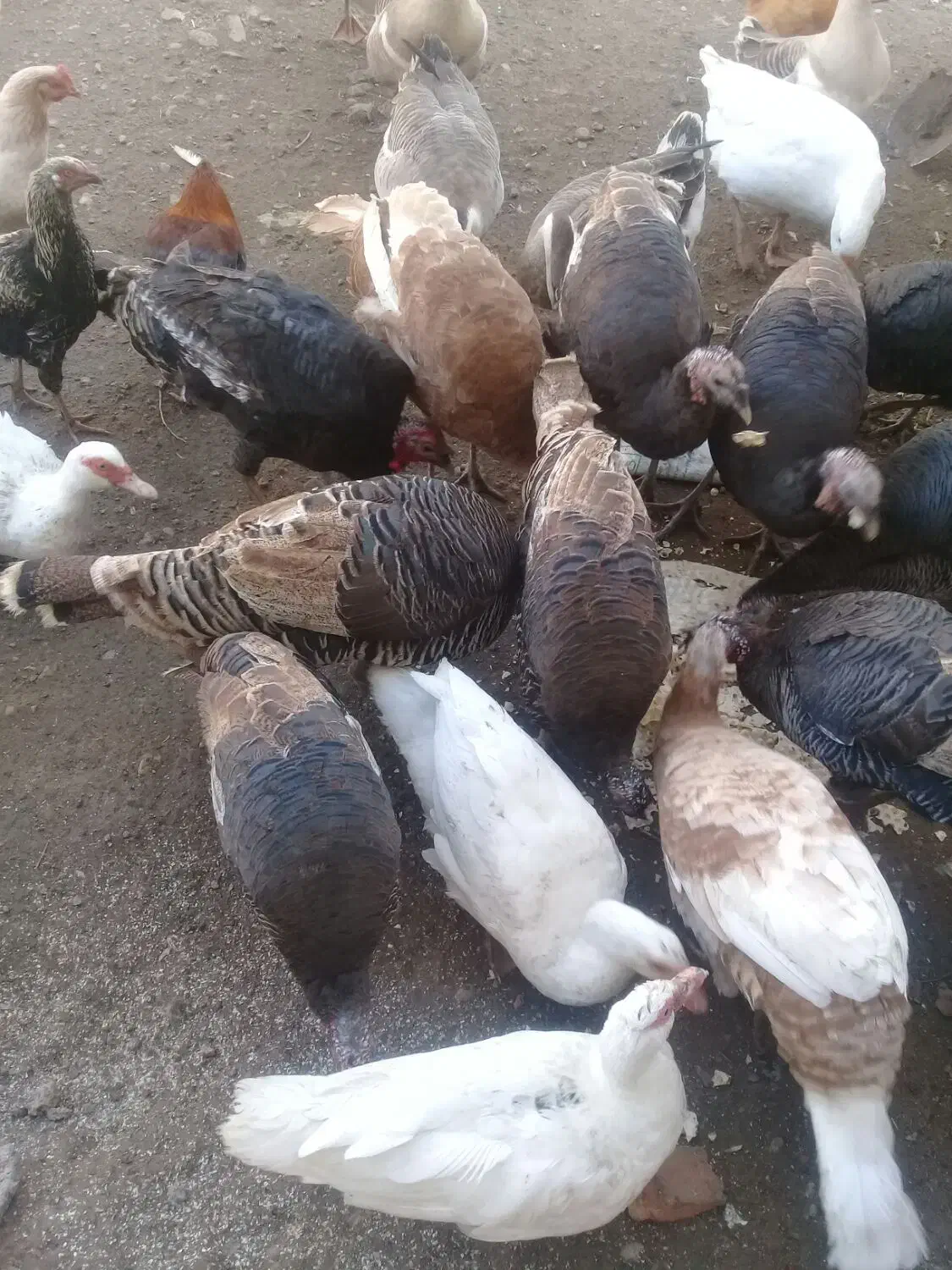 بوقلمون نر وماده بوربون|حیوانات مزرعه|اردبیل, |دیوار